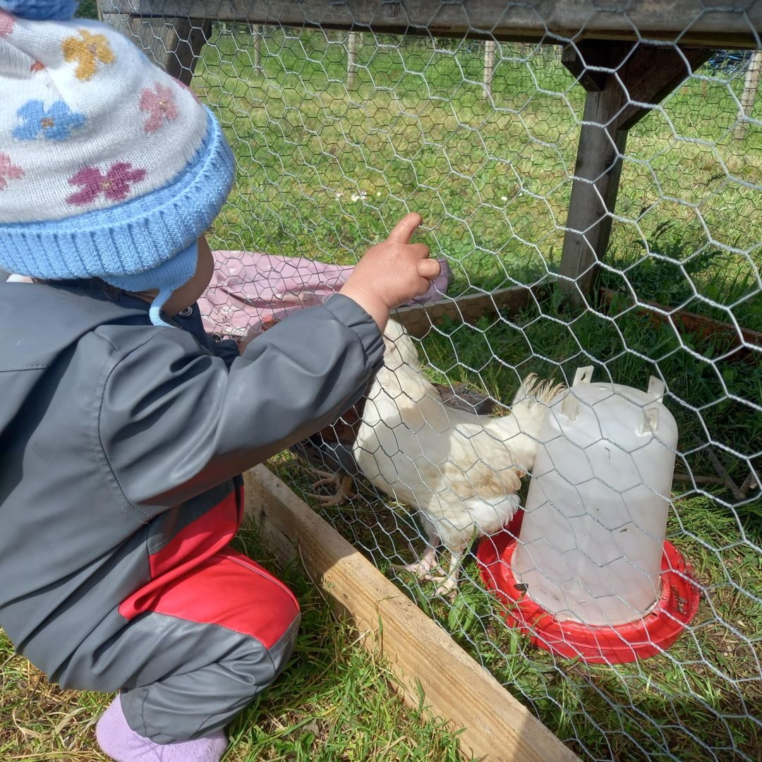 A child at the chicken run filling the feeder