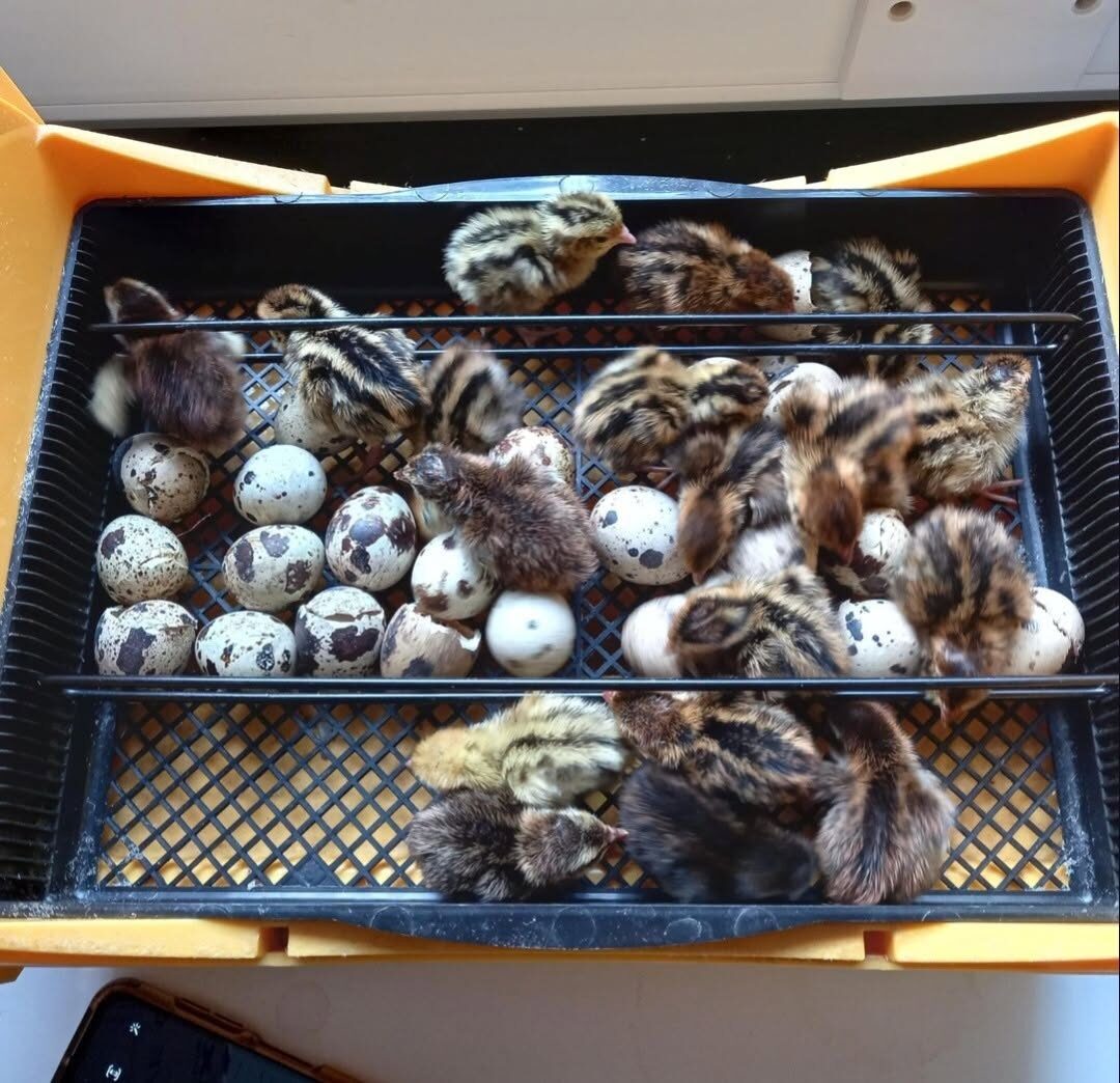 Newly hatched quail chicks and eggs in the incubator